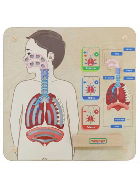 MASTERKIDZ Tablica Edukacyjna Układ Oddechowy Montessori