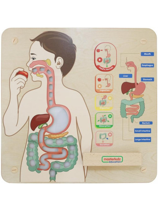 MASTERKIDZ Tablica Edukacyjna Układ Trawienny Montessori